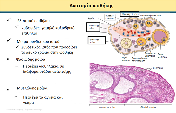 Anatomia Othikis